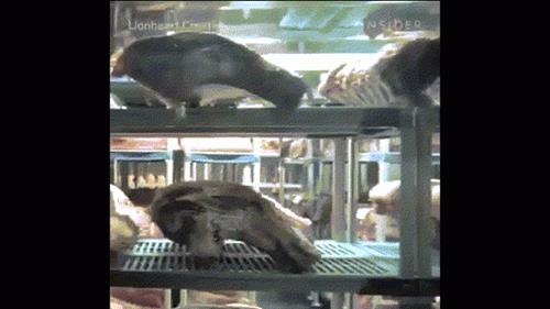 Thịt bò để tận 15 năm vẫn bán với giá 73 triệu: Sự thật về giá trị mới ngỡ ngàng-1