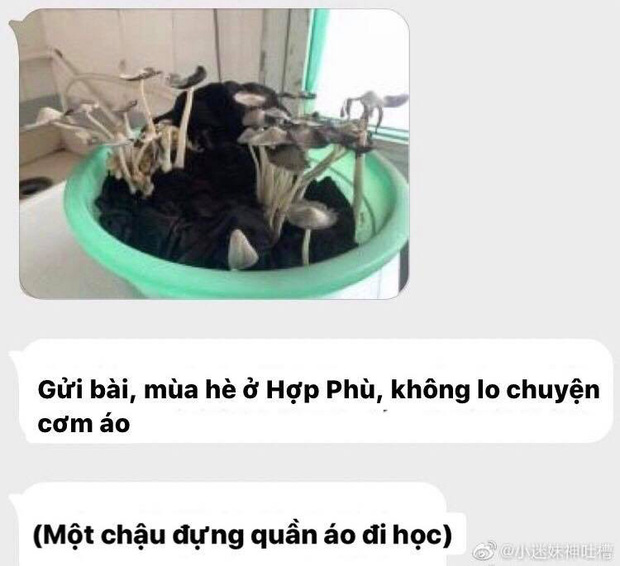 Quên không giặt đồ trước khi về nghỉ hè, cô bạn tá hỏa vì sinh vật lạ mọc kín chậu quần áo khi lên lại phòng-1
