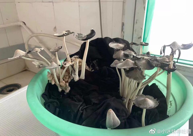 Quên không giặt đồ trước khi về nghỉ hè, cô bạn tá hỏa vì sinh vật lạ mọc kín chậu quần áo khi lên lại phòng-2