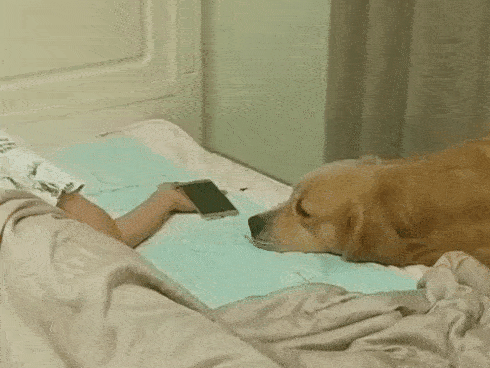 Ngủ thiếp đi với smartphone trên tay, người chủ bất ngờ với hành động của con chó trung thành