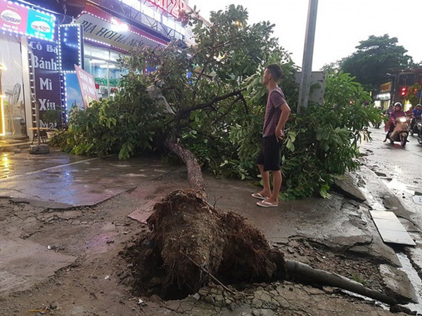 Cây bật gốc đè chết người trong mưa giông: Phải loại bỏ những cây quá già chứ không thể giữ vĩnh cửu”-3