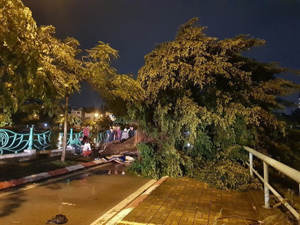 Cây bật gốc đè chết người trong mưa giông: Phải loại bỏ những cây quá già chứ không thể giữ vĩnh cửu”-4
