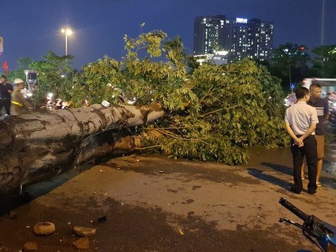 Cây bật gốc đè chết người trong mưa giông: “Phải loại bỏ những cây quá già chứ không thể giữ vĩnh cửu”