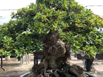 Hot boy An Giang hô biến sợi dây đồng thành cây bonsai dáng lạ-7