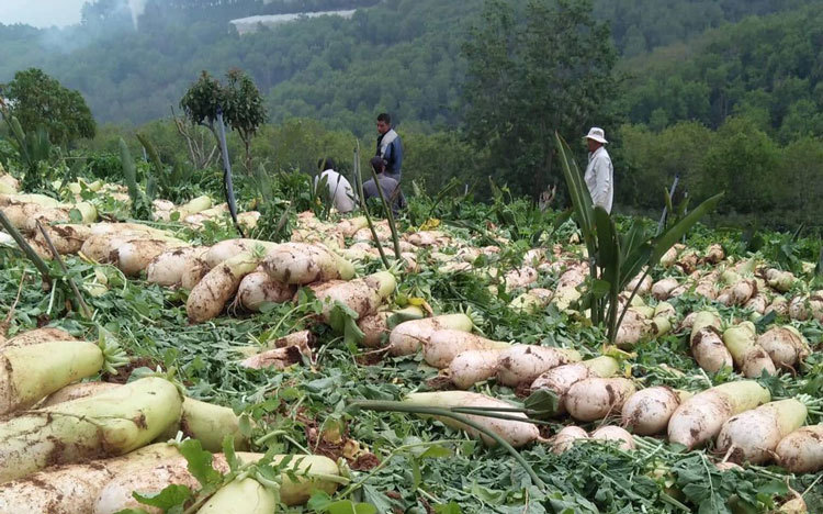 Trồng củ cải khổng lồ to như bắp chân, nặng 3-4kg bán cho Hàn Quốc-1