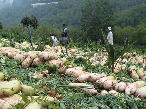 Loài sâu đáng sợ tấn công, Hà Nội chết trắng cả đồng rau-10