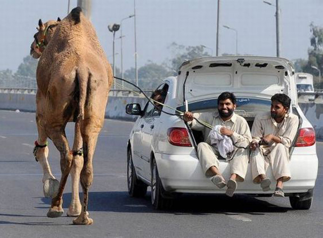 Đứng hình với những tình cảnh éo le trong cuộc sống-3