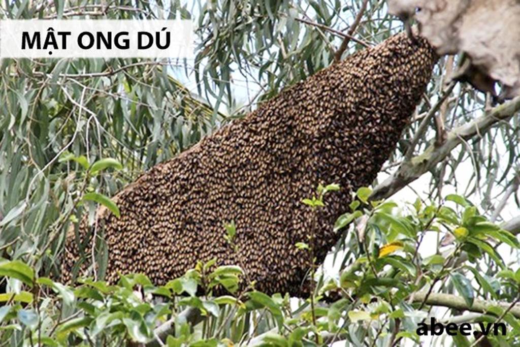 Mật ong rú giá trên trời: Có vàng 9999 chưa chắc mua được giọt vàng-2