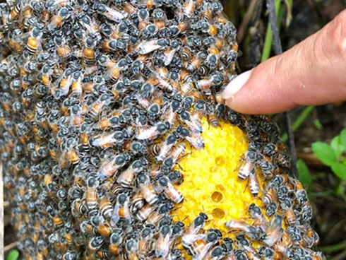 Bí mật đằng sau loại mật ong đắt nhất thế giới-9