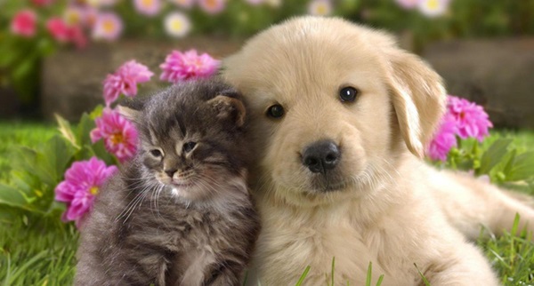 Người tuổi Tuất nếu sinh vào 2 tháng này sẽ may mắn hơn người, cả đời dồi dào phúc lộc-1