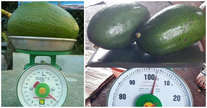 Tổng hợp các loại quả siêu to khổng lồ gây sốt thị trường Việt suốt thời gian qua-3