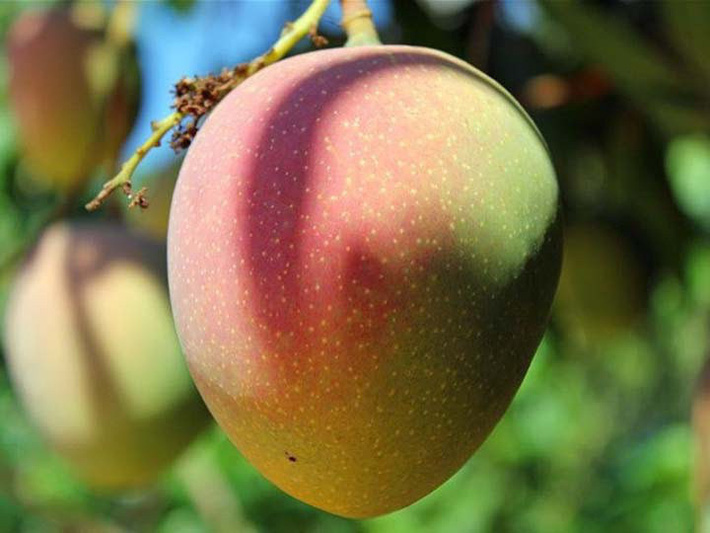 Tổng hợp các loại quả siêu to khổng lồ gây sốt thị trường Việt suốt thời gian qua-4