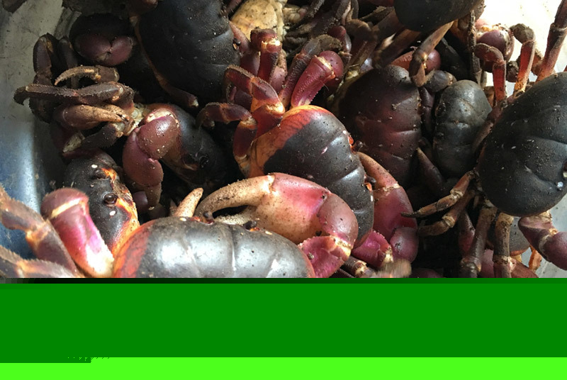 Cua xe tăng trứ danh Việt Nam, cứng như đá, chuyên ăn thịt con mồi-3