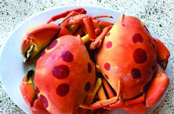 Cua xe tăng trứ danh Việt Nam, cứng như đá, chuyên ăn thịt con mồi-4