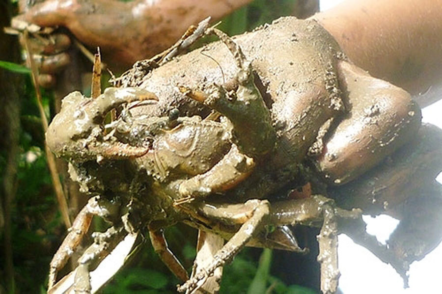 Cua xe tăng trứ danh Việt Nam, cứng như đá, chuyên ăn thịt con mồi-6