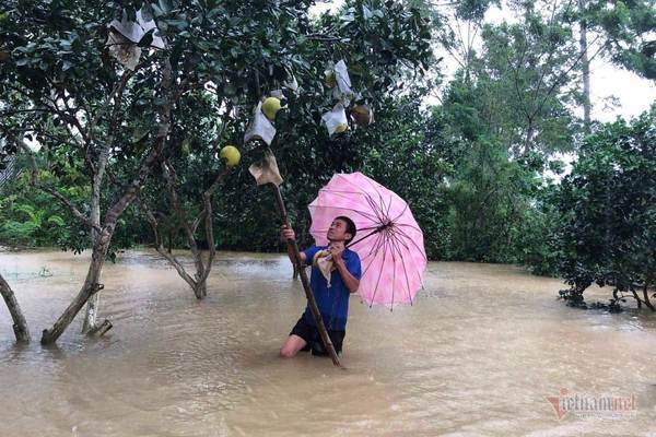 1.200 ha bưởi Phúc Trạch ngập lũ, xót xa trăm tỷ dần thối rụng-4