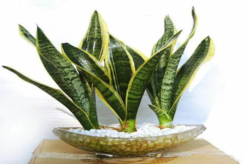 Hà Nội đang ô nhiễm nặng, nông dân phố trồng 9 loại cây này giúp lọc khí, mang tài vận-1