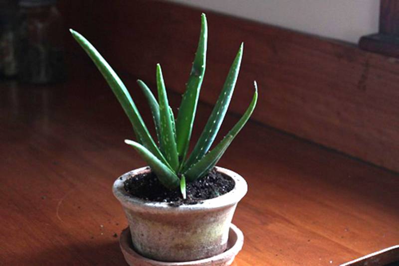 Hà Nội đang ô nhiễm nặng, nông dân phố trồng 9 loại cây này giúp lọc khí, mang tài vận-7