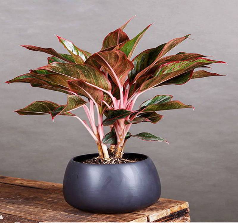 Hà Nội đang ô nhiễm nặng, nông dân phố trồng 9 loại cây này giúp lọc khí, mang tài vận-9