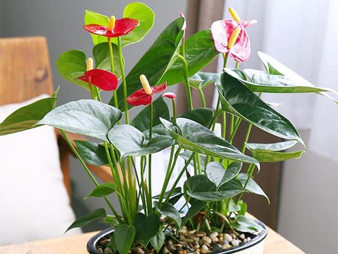 Hà Nội đang ô nhiễm nặng, nông dân phố trồng 9 loại cây này giúp lọc khí, mang tài vận