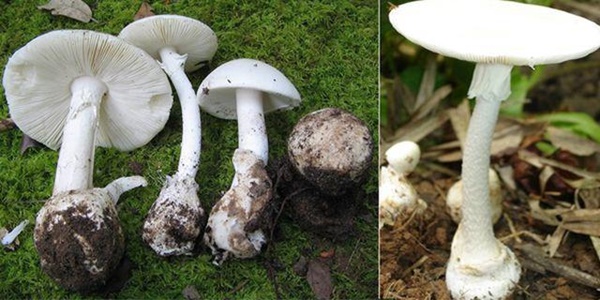 Hai mẹ con bị suy gan chỉ vì loại thực phẩm tưởng lành nhưng hóa ra rất độc-3