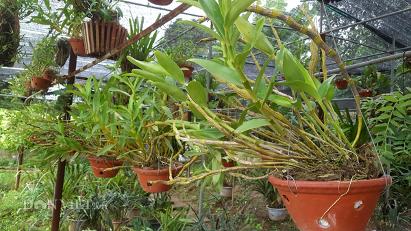 8X Lạng Sơn mê phong lan rừng: Kiếm trăm triệu từ 1 câu nhỡ mồm-3