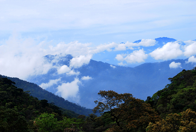 Lạ kỳ dừa núi cho rượu: Hễ khách đến nhà, đàn bà cũng trèo lên lấy rượu-5