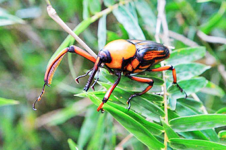 Loại bọ chuyên ăn tre, trẻ em TQ thường đi vào rừng bắt về xào-1