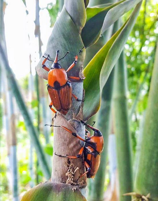 Loại bọ chuyên ăn tre, trẻ em TQ thường đi vào rừng bắt về xào-2
