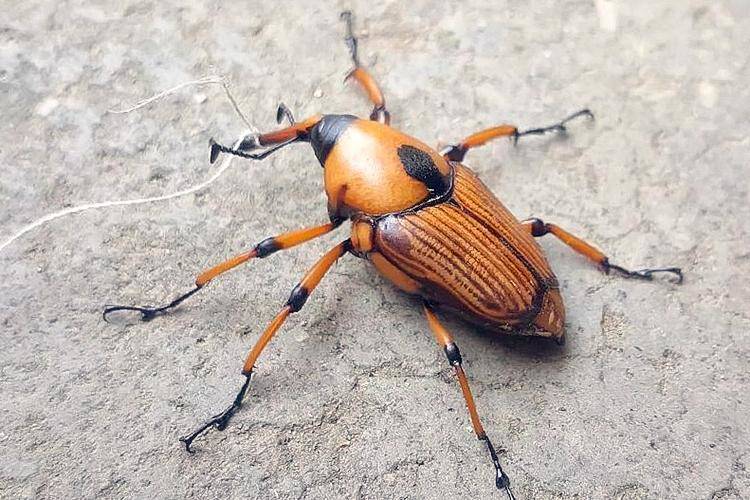 Loại bọ chuyên ăn tre, trẻ em TQ thường đi vào rừng bắt về xào-3