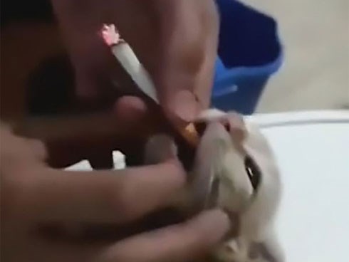 Clip: Nhóm thanh niên ép chú mèo con hút thuốc lá để mua vui khiến mọi người phẫn nộ