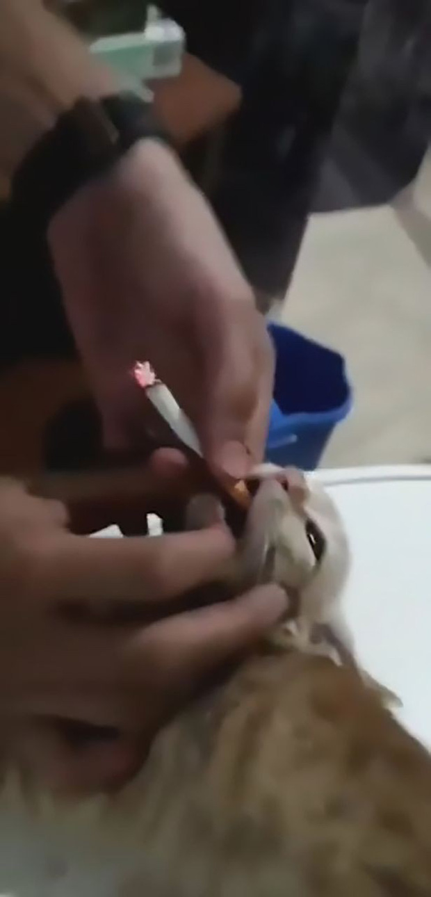 Clip: Nhóm thanh niên ép chú mèo con hút thuốc lá để mua vui khiến mọi người phẫn nộ-1