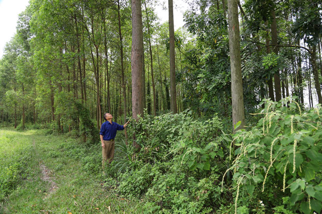 55 cây vàng và kỳ tích của ông chủ biệt phủ lợn ở Đầm Lác-2