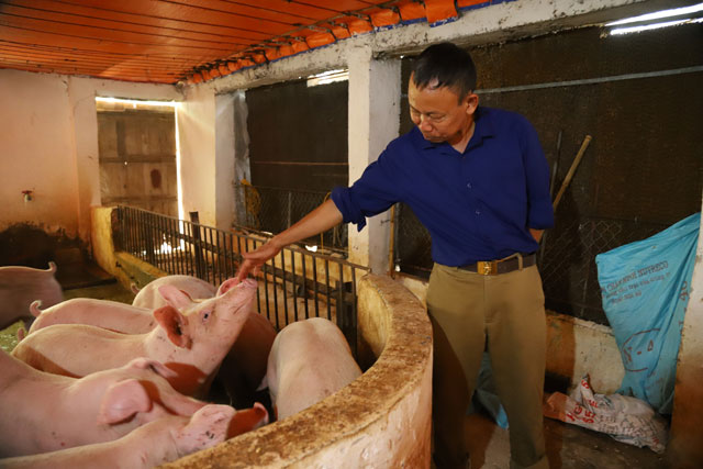 55 cây vàng và kỳ tích của ông chủ biệt phủ lợn ở Đầm Lác-1