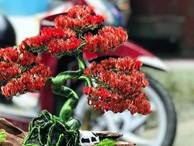 'Hot boy' An Giang 'hô biến' sợi dây đồng thành cây bonsai dáng lạ