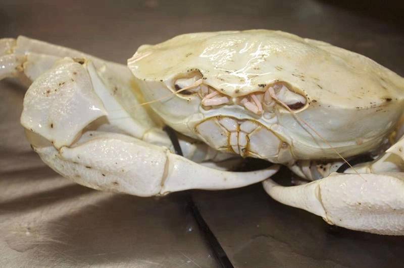 Con cua trắng bóc, to tướng, thịt ngọt dai hút hồn giới mê món lạ-1