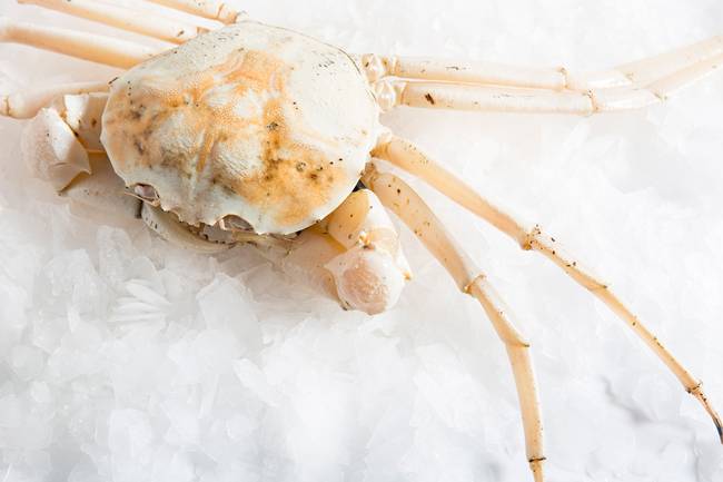 Con cua trắng bóc, to tướng, thịt ngọt dai hút hồn giới mê món lạ-3