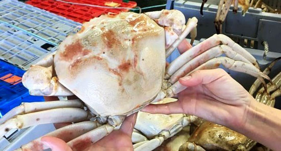 Con cua trắng bóc, to tướng, thịt ngọt dai hút hồn giới mê món lạ-6