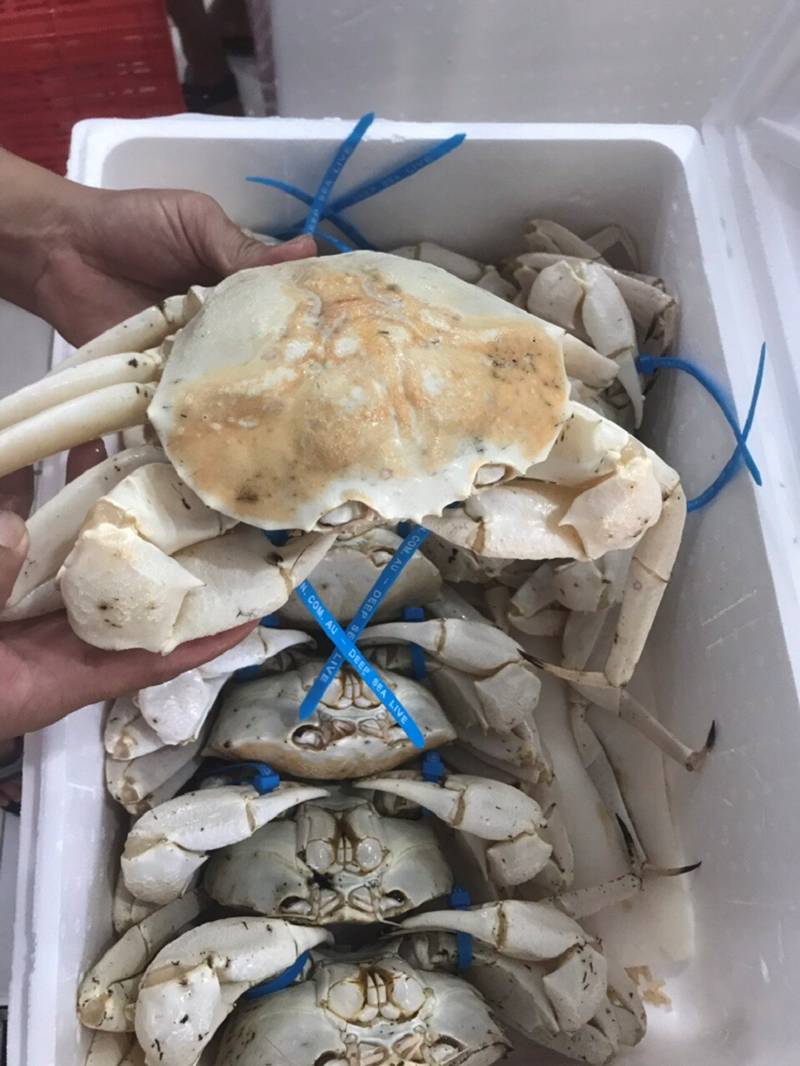 Con cua trắng bóc, to tướng, thịt ngọt dai hút hồn giới mê món lạ-9