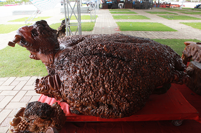 Cụ rùa tỏa hương thơm có giá tới nửa tỷ-2