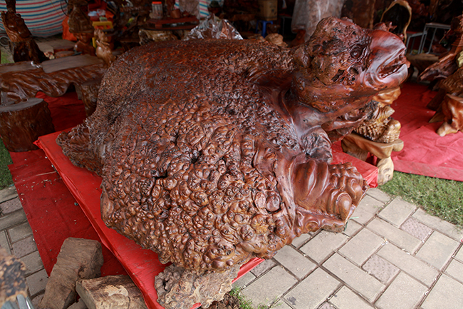 Cụ rùa tỏa hương thơm có giá tới nửa tỷ-4