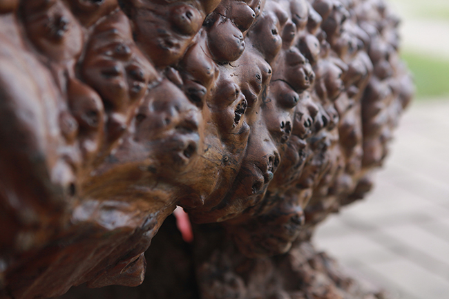 Cụ rùa tỏa hương thơm có giá tới nửa tỷ-11