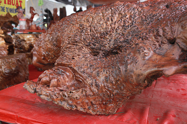 Cụ rùa tỏa hương thơm có giá tới nửa tỷ-13