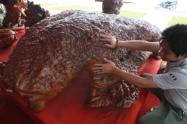 Cụ rùa tỏa hương thơm có giá tới nửa tỷ-9