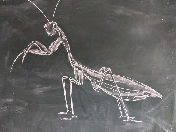 Thầy giáo trổ tài vẽ tranh bằng phấn, dân tình thán phục: Đẹp quá chẳng nỡ xóa đi!-3