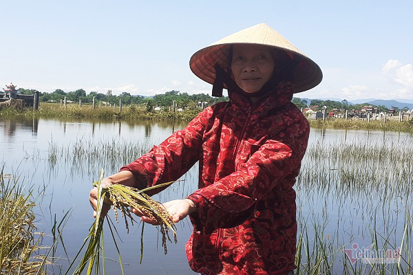 Thóc nảy mầm vứt cho trâu ăn, dân rơi nước mắt lo ngày mai-5