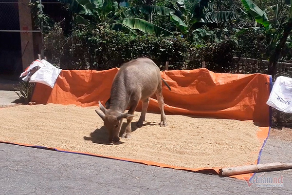 Thóc nảy mầm vứt cho trâu ăn, dân rơi nước mắt lo ngày mai-6