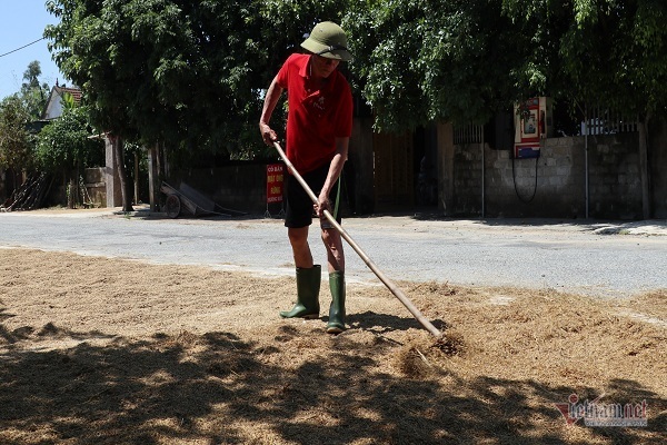 Thóc nảy mầm vứt cho trâu ăn, dân rơi nước mắt lo ngày mai-7