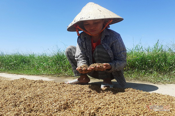 Thóc nảy mầm vứt cho trâu ăn, dân rơi nước mắt lo ngày mai-1