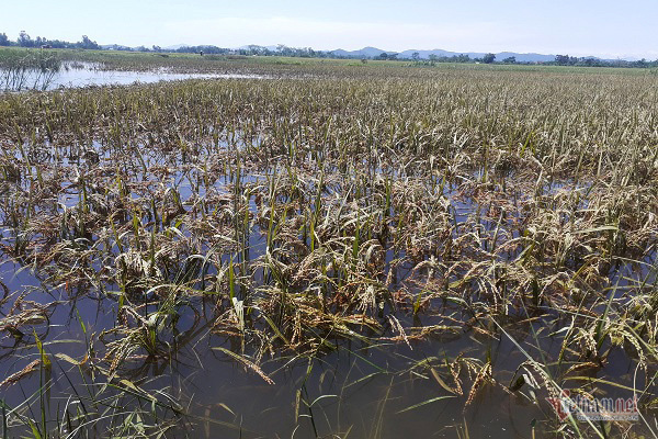 Thóc nảy mầm vứt cho trâu ăn, dân rơi nước mắt lo ngày mai-2